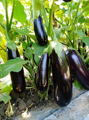 Баклажан Лима F1 1000 семян