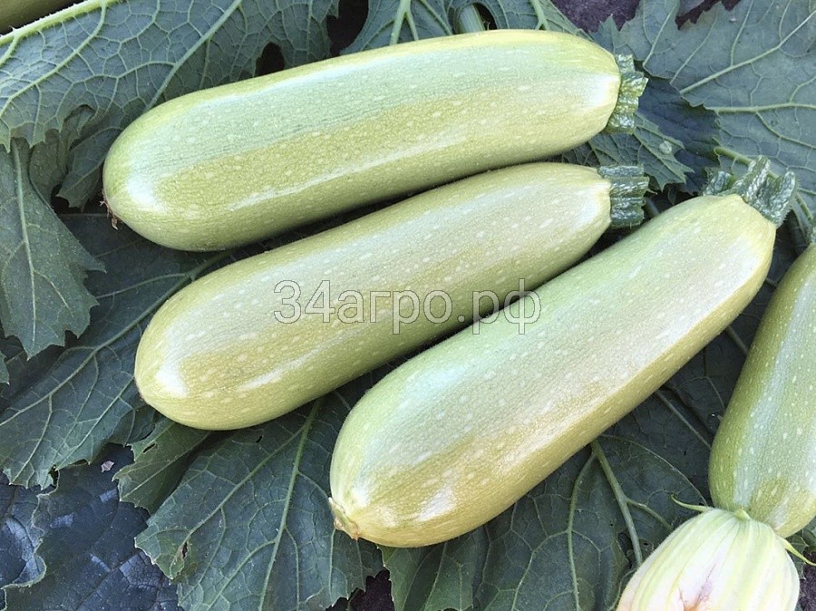 Кабачок Паскаль F1 1000 семян