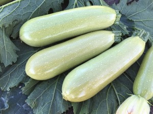 Кабачок Паскаль F1 1000 семян