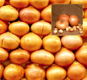 Лук Штуттгартер Ризен 20 гр.