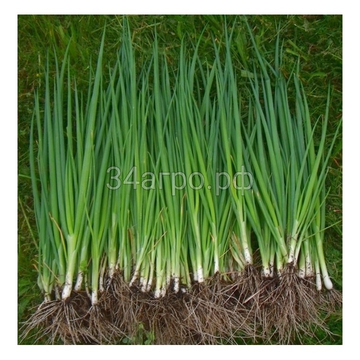 Лук батун Лонг Токио 20гр.