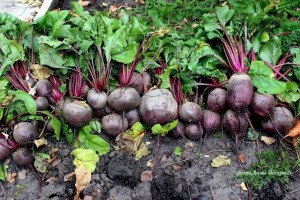 Свекла Бордо 237 500г