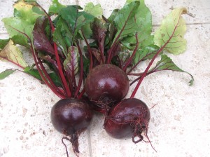 Свекла Мулатка 20г