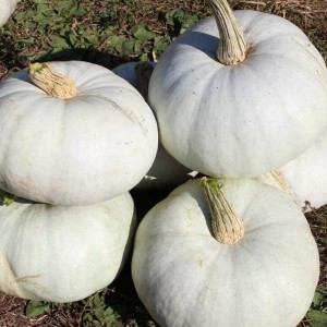 Тыква Крошка 20 гр.