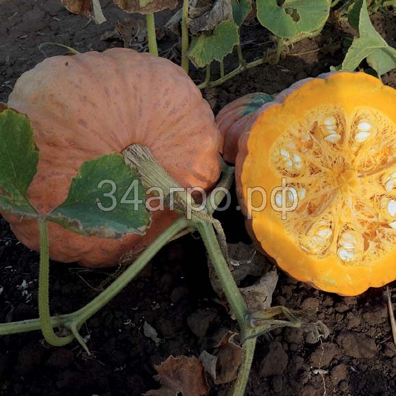 Тыква Масляный король 20 гр