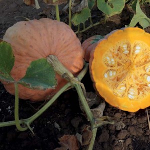 Тыква Масляный король 20 гр