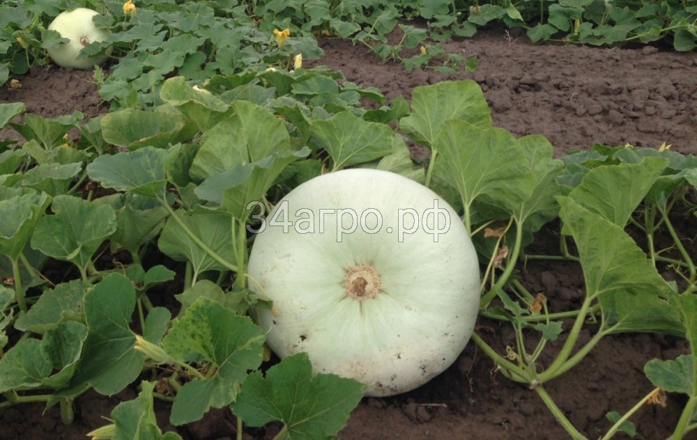 Тыква Волжская серая 92 50 гр.