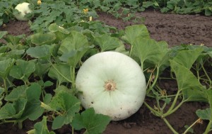 Тыква Волжская серая 92 20 гр.