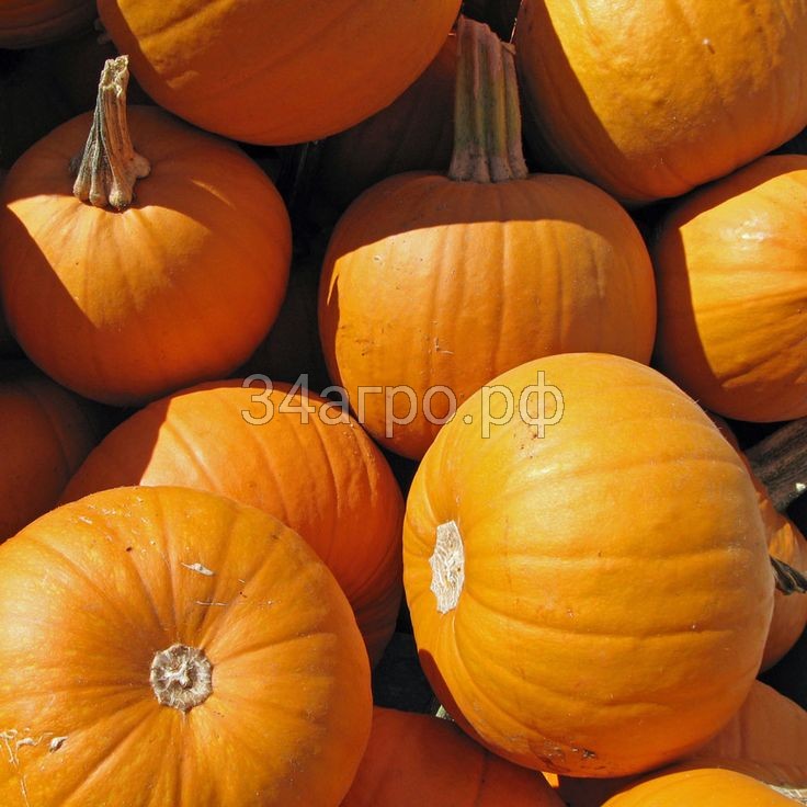 Тыква Шуга Бейби 50 г