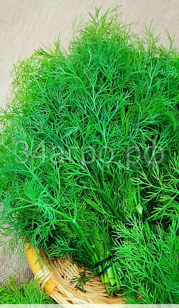 Укроп Кибрай 50 гр.