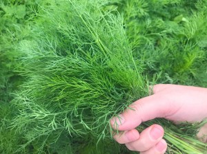 Укроп Лесногородский 500 гр.