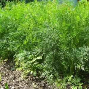 Укроп Кустистый 50 гр.