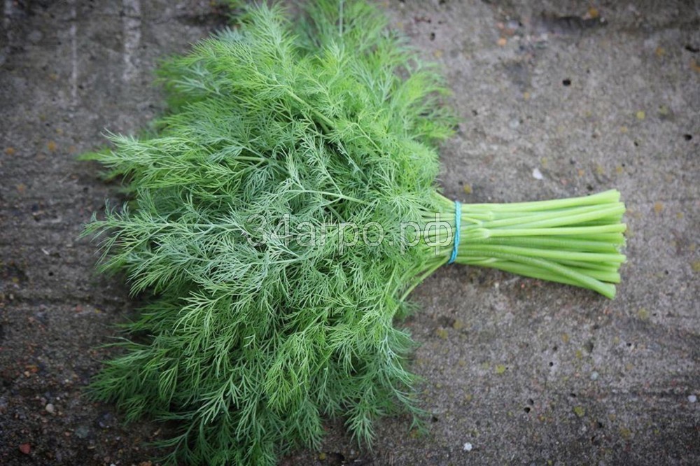 Укроп Супер Дукат 50 гр.