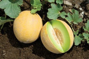 Дыня Алтайская 500 гр.