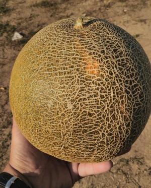 Дыня Славия 50 гр.