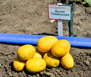 Дыня Таманская 500 гр.