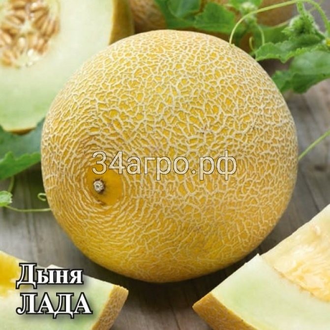 Дыня Лада 100 гр.