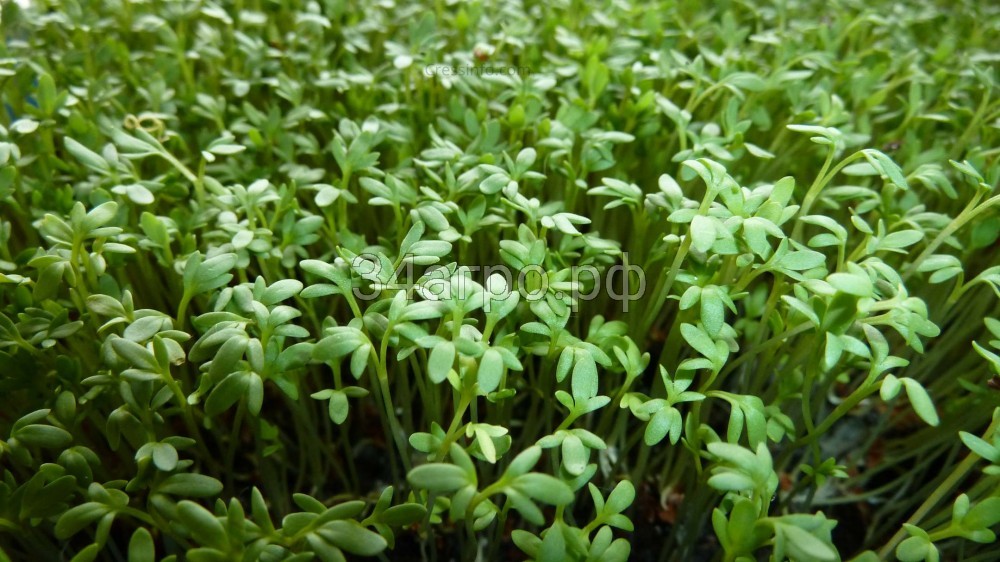 Кресс-салат Крупнолистовой 500 гр.