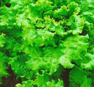 Салат листовой Тайфун 500 г