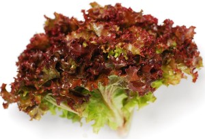 Салат Лолло Росса 500 гр.