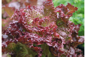 Салат Дольче Вита 500 гр.