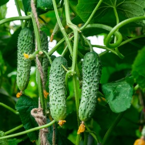 Огурец Кардинал F1 25 семян