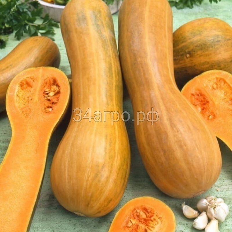 Тыква мускатная Арабатская 100 гр.