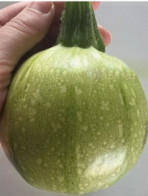 Кабачок (круглый светло-зелёный) Наида F1 250 семян