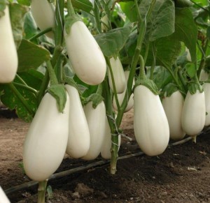Баклажан Уайт F1 25 семян