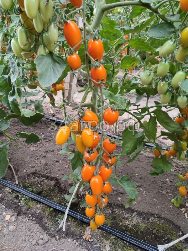 Томат KS 97 F1 250 семян