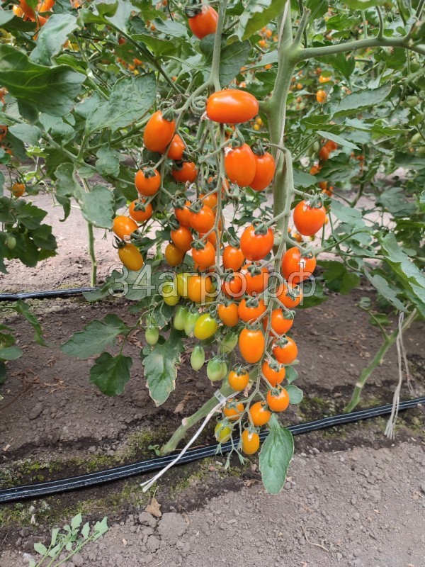 Томат KS 97 F1 250 семян