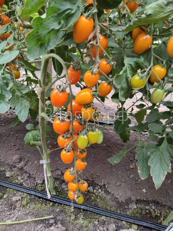 Томат KS 97 F1 250 семян