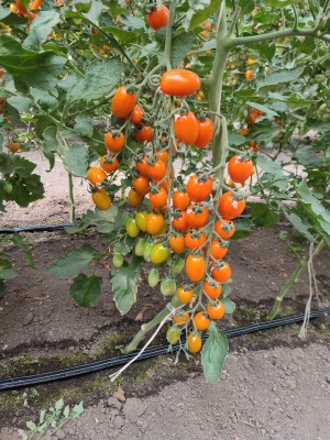 Томат KS 97 F1 250 семян