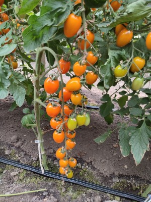 Томат KS 97 F1 100 семян