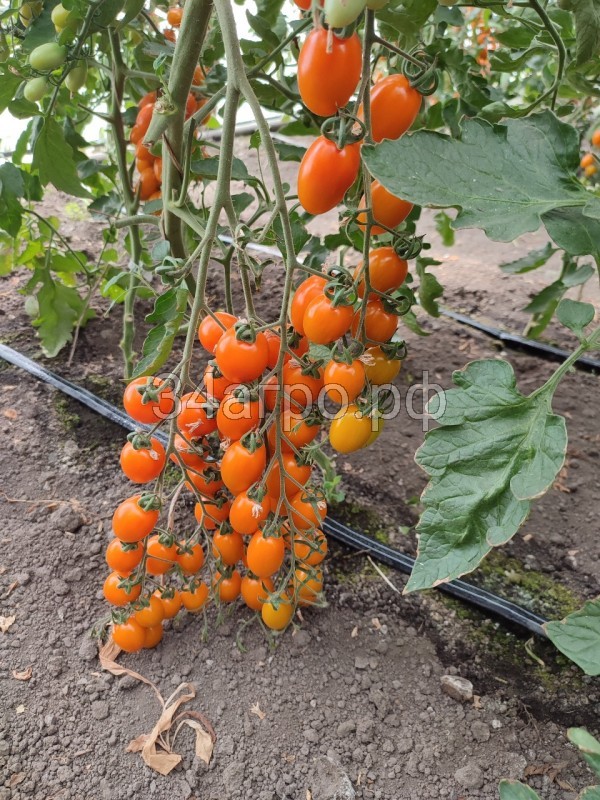 Томат KS 97 F1 50 семян