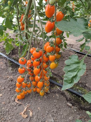 Томат KS 97 F1 50 семян