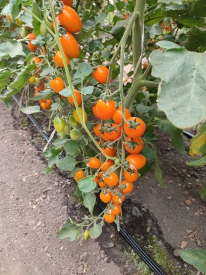 Томат KS 97 F1 25 семян