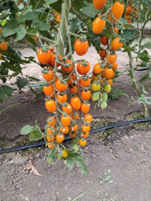 Томат KS 97 F1 25 семян