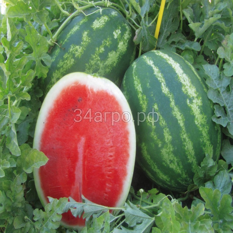 Арбуз Визирь F1 10 семян