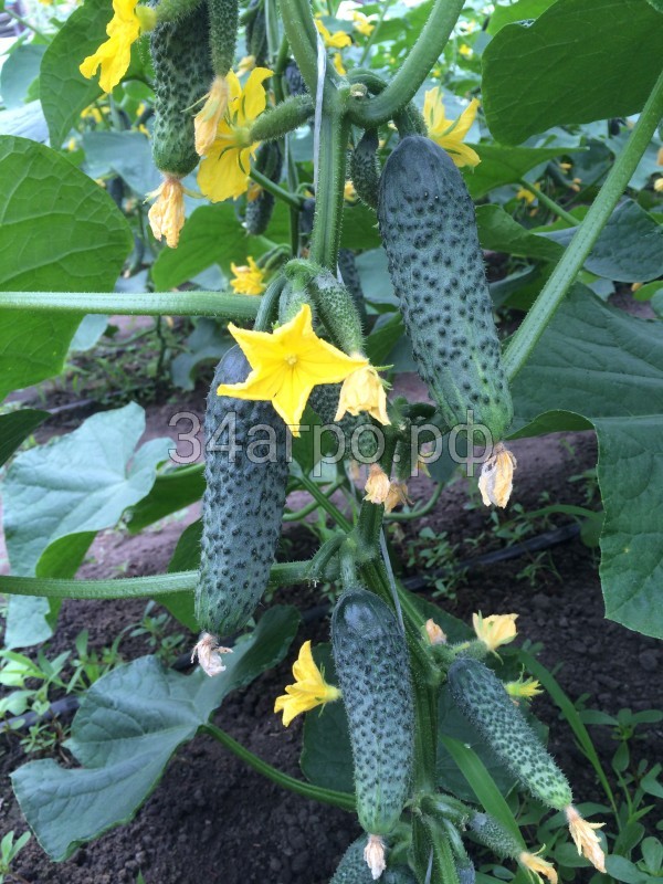 Огурец Лютояр F1 10 семян