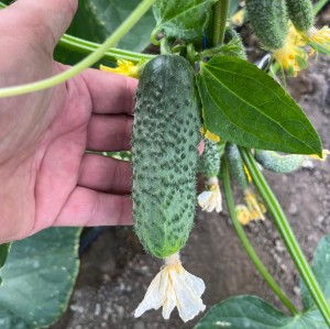 Огурец Янычар F1 25 семян