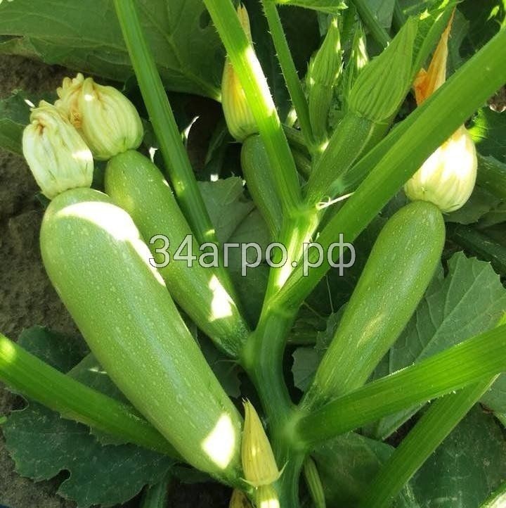 Кабачок Арал F1 25 семян