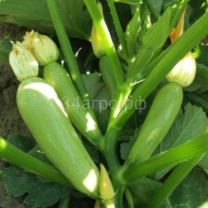 Кабачок Арал F1 25 семян