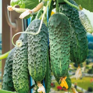 Огурец Солон F1 2500 семян