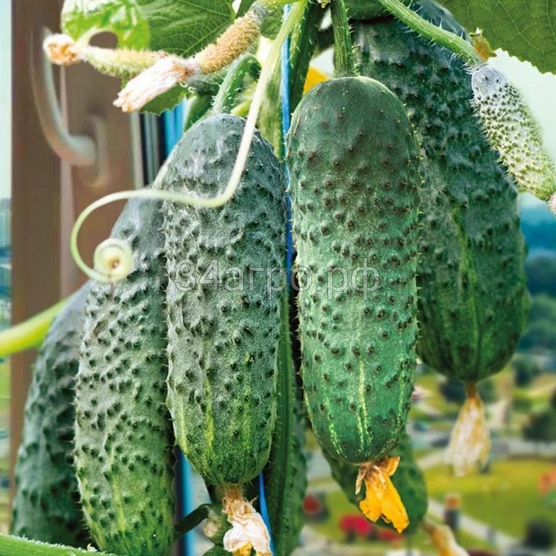 Огурец Солон F1 100 семян