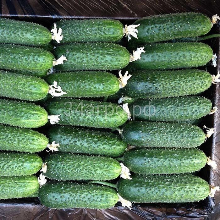 Огурец Крисфилд F1 25 семян