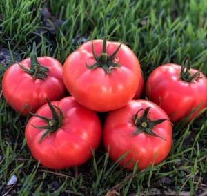 Томат Пинкроис F1 500 семян
