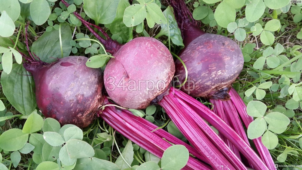 Свекла Детройт 50 гр.