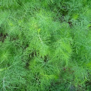 Укроп Узоры 100 гр.