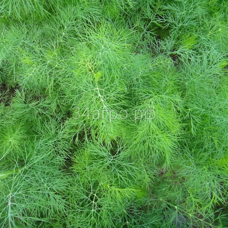 Укроп Узоры 50 гр.